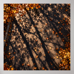 Affiche Photographie de l'ombre d'arbre sur la chaussée en