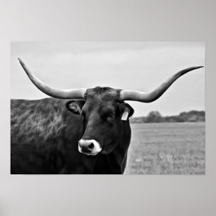 Affiche Photographie de Longhorn Cow