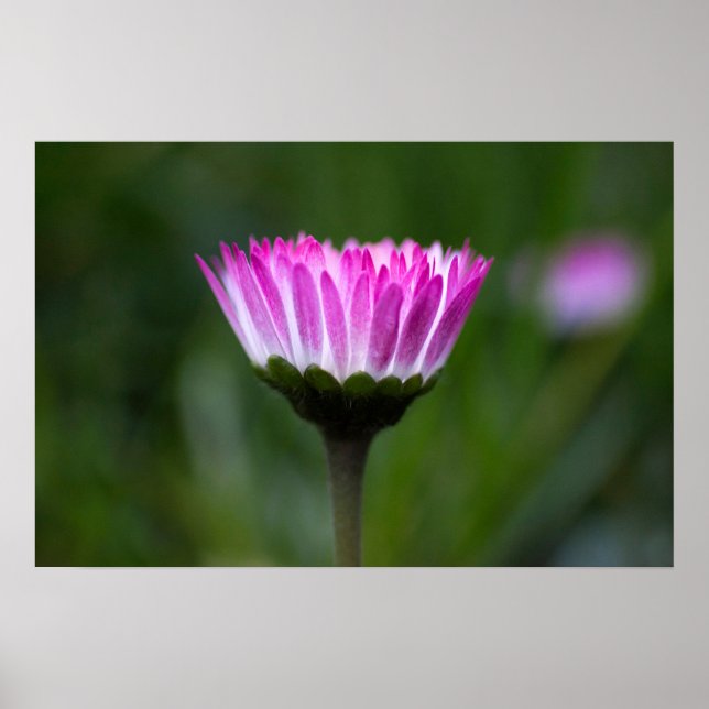 Affiche Photographie de Marguerite (Devant)