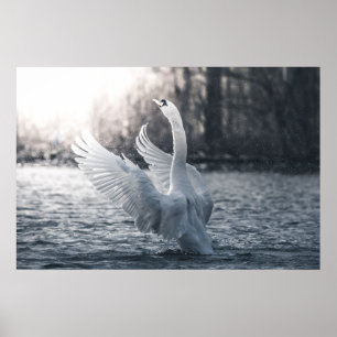 Affiche Photographie de nature Cygne blanc