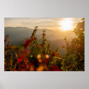 Affiche Photographie de nature d'arbres verts surplombant 