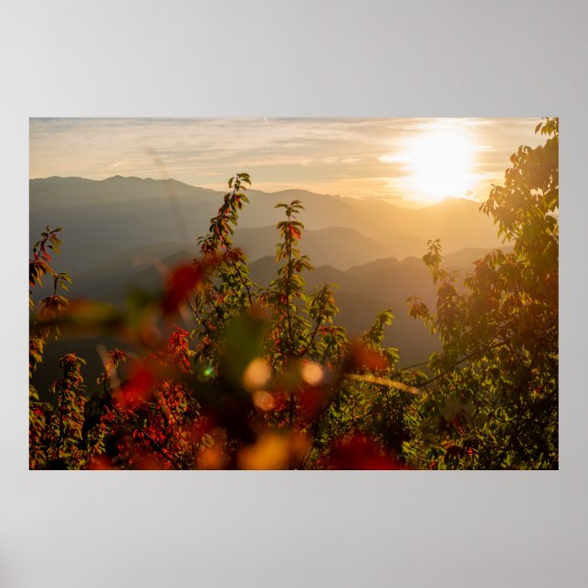 Affiche Photographie de nature d'arbres verts surplombant  (Devant)