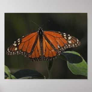 Affiche Photographie de papillon orange dans la nature