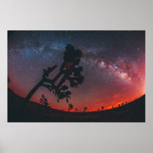 AFFICHE PHOTOGRAPHIE DE PÊCHE DE SILHOUETTE TREE
