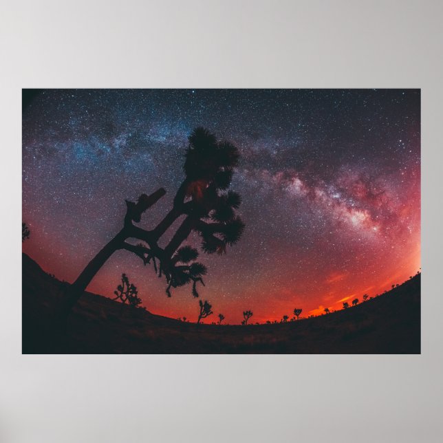 AFFICHE PHOTOGRAPHIE DE PÊCHE DE SILHOUETTE TREE (Devant)