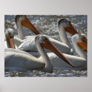 Affiche Photographie de Pélican Blanc Américain dans la Na