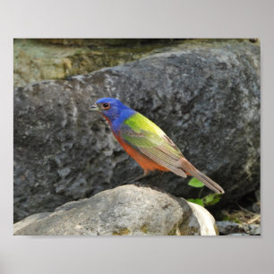 Affiche Photographie de pinson multicolore peint