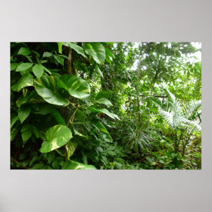 Affiche Photographie de plante de vue de jungle à feuilles