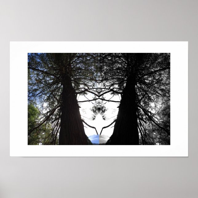 Affiche Photographie de réflexion de Twisted Branches Yose (Devant)