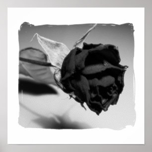 Affiche Photographie de rose séchée - Noir & Blanc