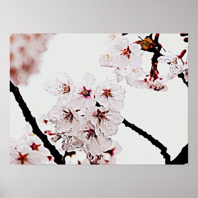 AFFICHE PHOTOGRAPHIE DE SAKURA (Devant)