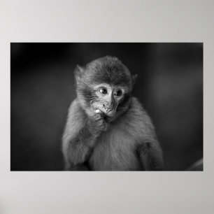 AFFICHE PHOTOGRAPHIE DE SINGE NOIR À PEU PRÈS CONCENTRÉE