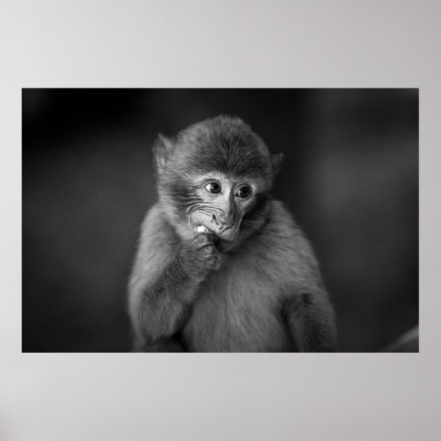 AFFICHE PHOTOGRAPHIE DE SINGE NOIR À PEU PRÈS CONCENTRÉE (Devant)