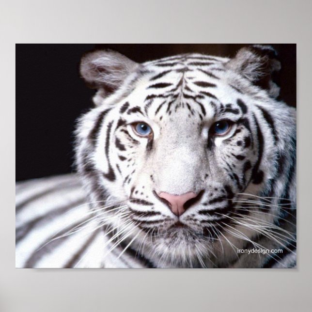 Affiche Photographie de Tigre Blanc du Bengale (Devant)