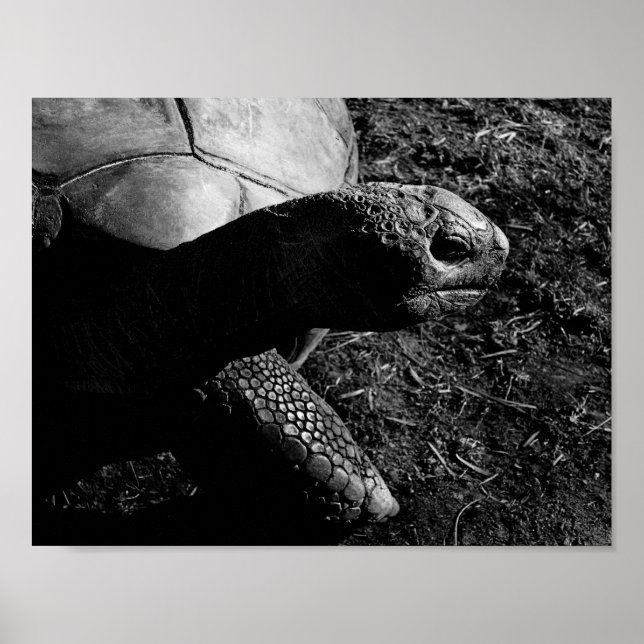 Affiche Photographie de tortue en noir et blanc (Devant)