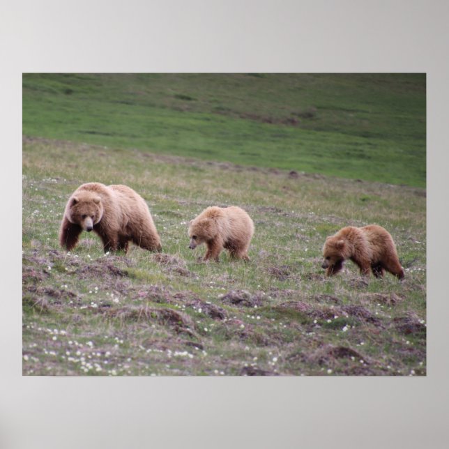 Affiche Photographie de trois ours (Devant)