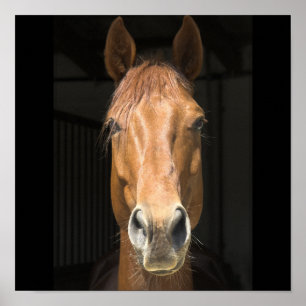 Affiche Photographie de Visage de Cheval