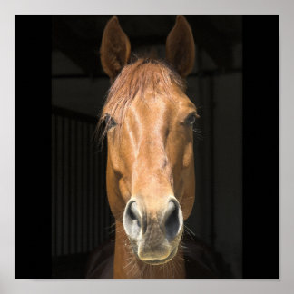 Affiche Photographie de Visage de Cheval