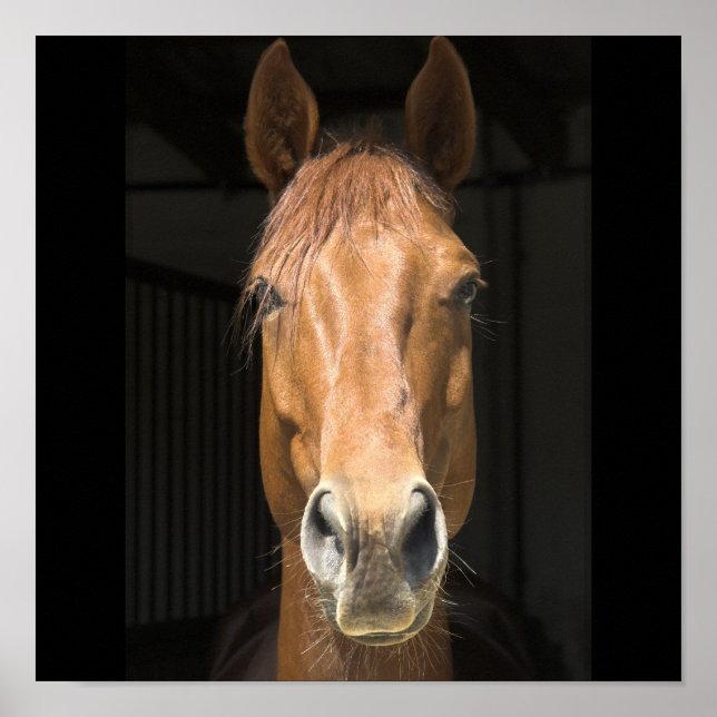 Affiche Photographie de Visage de Cheval (Devant)