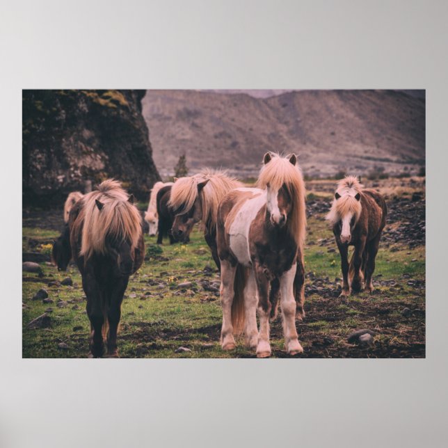 AFFICHE PHOTOGRAPHIE DES CHEVAUX À FAIBLE INFLUENCE (Devant)