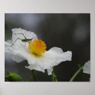 Affiche Photographie d'insecte vert sur pavot blanc