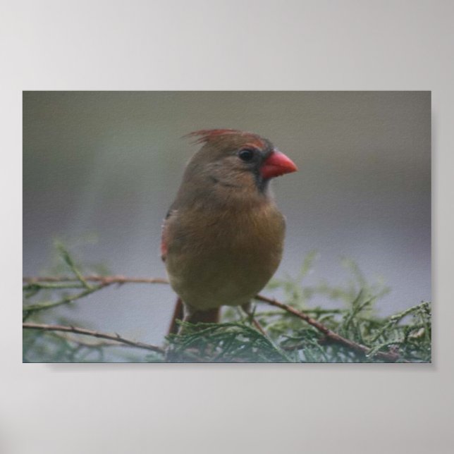Affiche Photographie d'oiseau cardinal féminin Imprimer (Devant)