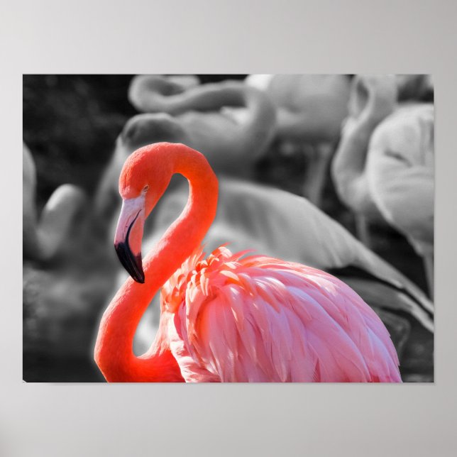 Affiche Photographie d'oiseaux Flamants roses (Devant)