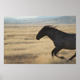 AFFICHE PHOTOGRAPHIE DU CHEVAL SAUVAGE