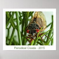 Photographie du grand insecte du Canada périodique