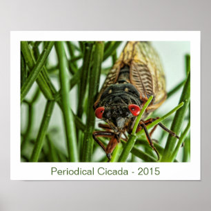 Affiche Photographie du grand insecte du Canada périodique
