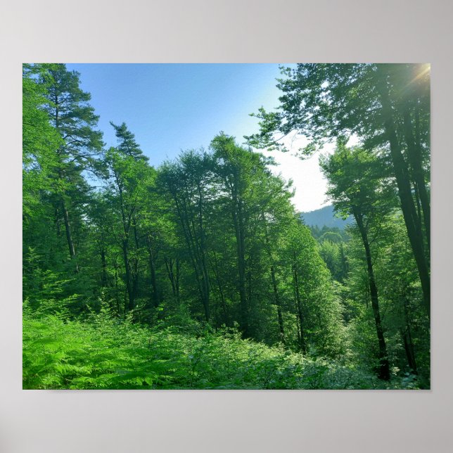 Affiche Photographie du paysage de la forêt verte (Devant)