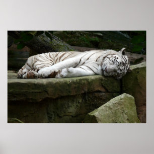 Affiche Photographie du tigre blanc du Bengale endormi