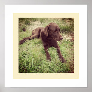 Affiche Photographie d'un labrador chocolat allongé dans l
