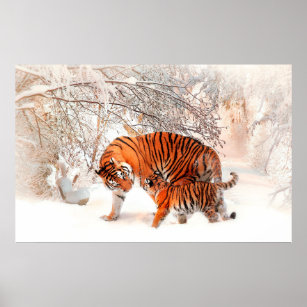Affiche Photographie d'un tigre et d'un bébé jouant dans l