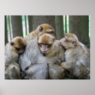Affiche Photographie d'une famille de singes câline en gro