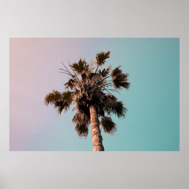 Affiche Photographie en angle bas de palme plante (Devant)