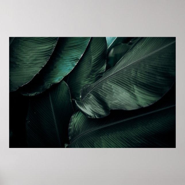 AFFICHE PHOTOGRAPHIE FEUILLE VERTE (Devant)