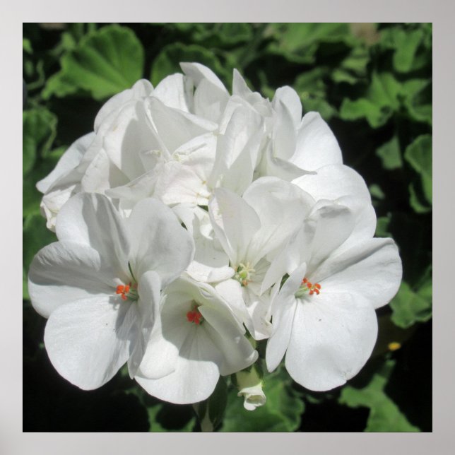 Affiche Photographie florale blanche (Devant)