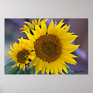 Affiche Photographie florale de plan rapproché de