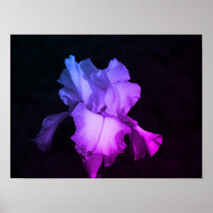 Affiche Photographie florale d'iris violet