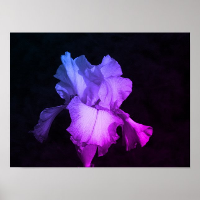 Affiche Photographie florale d'iris violet  (Devant)