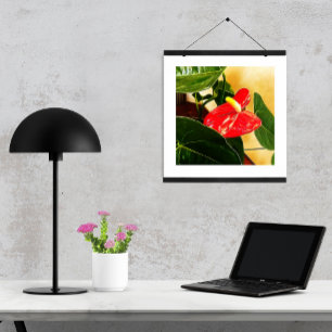 Affiche Photographie florale d'une seule fleur d'Anthurium