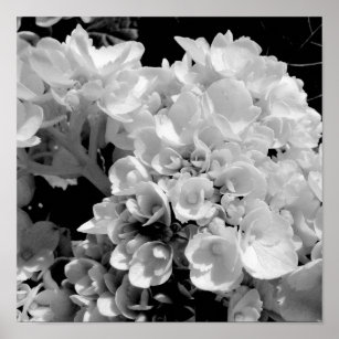 Affiche Photographie florale noir et blanc Hydrangea Impri