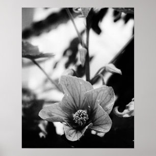 Affiche Photographie florale noire et blanche
