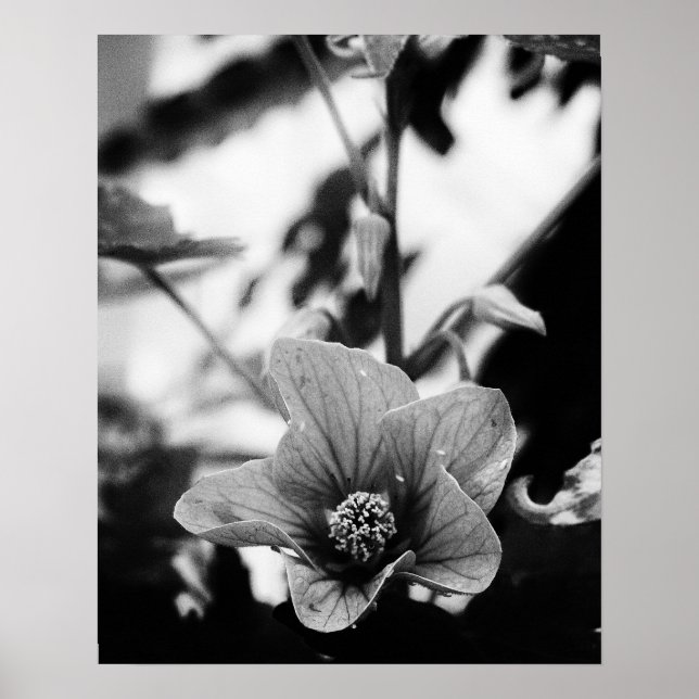 Affiche Photographie florale noire et blanche (Devant)