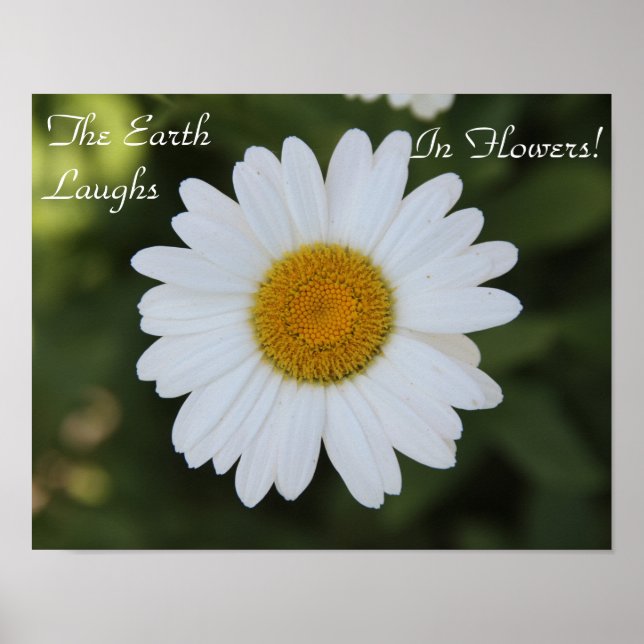 Affiche Photographie haute définition d'une marguerite, "E (Devant)