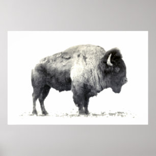 Affiche Photographie historique de bison américain