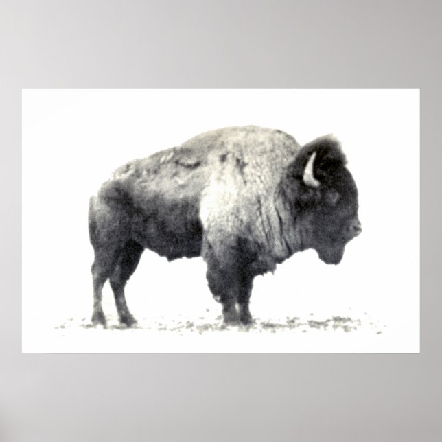 Affiche Photographie historique du bison américain (Devant)