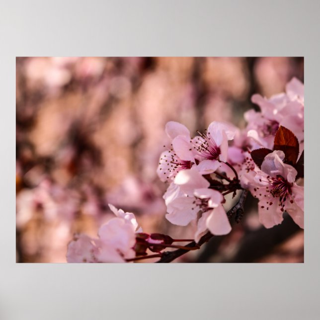 AFFICHE PHOTOGRAPHIE MACRO DE BLOOMOMES CHERRY ROSE BLOSOM (Devant)