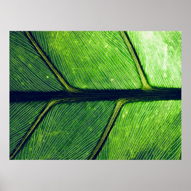Affiche Photographie macro de la feuille verte (Devant)